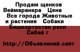 Продам щенков Веймаранера › Цена ­ 30 - Все города Животные и растения » Собаки   . Башкортостан респ.,Сибай г.